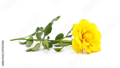 Single bright yellow rose with stem and green leaves isolated on white background.
