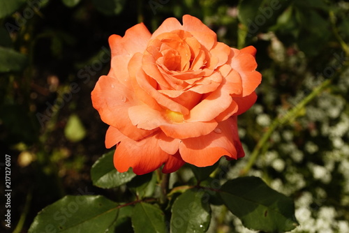 Foto Rosa arancione in macro con gocce d’acqua