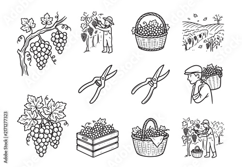 Grape harvest