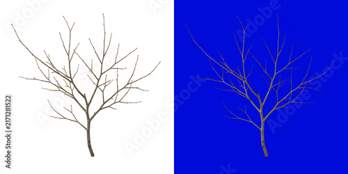 Bare deciduous tree with intricate thin branches isolated on a white background, leafless winter plant structure for nature compositions