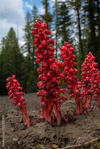 фотографія Snow Plant (Sarcodes sanguinea) in Lassen Volcanic National Park
