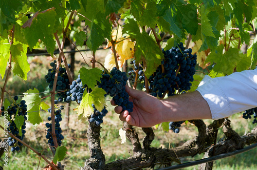 Hand inspects ripe Sangiovese black grapes during harvest in Radda in Chianti