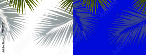 Tropical palm tree leaves casting dark shadows on a white background, and a blue, background, botanical nature, foliage pattern for summer isolated on a transparent background