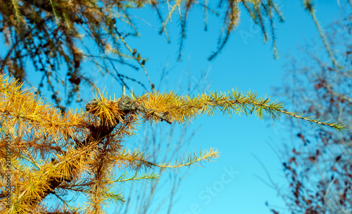 Golden Japanese Larch Branch Extending Across Blue Sky