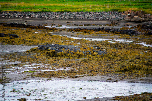 Obraz na płótnie Coastal intertidal zone with dense yellow seaweed cover and basalt rocks at low