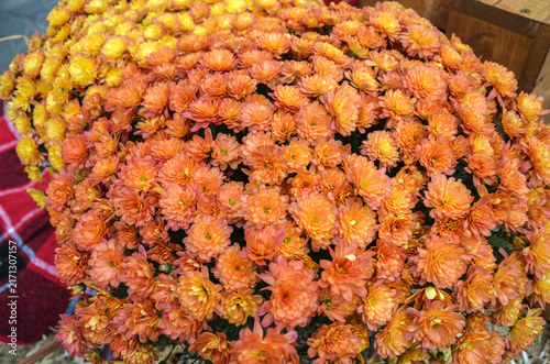 Vibrant, close up shot of dense orange and yellow chrysanthemums blooming in abundance. Classic autumn floral display