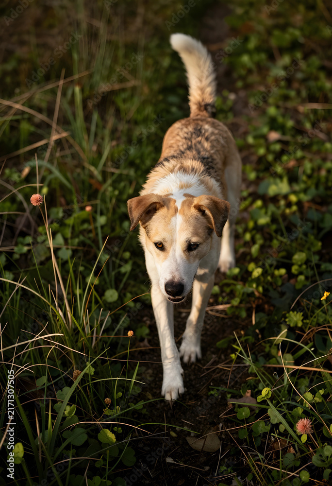 Naklejka premium Pet companionship and animal welfare, dog walking outdoors in natural environment with green grass