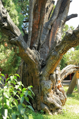 wisted Trunk of the Ancient Great General Cypress in China