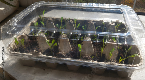 greenhouse, gardening, seedlings, plants, garden, gardening, growing, planting, propagation, sprouting, seedlings, horticulture, agriculture, sustainable, sustainability, recycling, upcycling, 