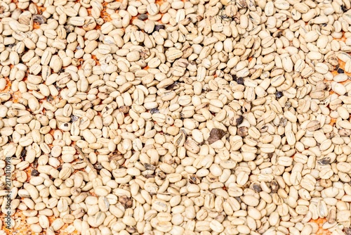Canvastavla Raw green coffee beans drying in sun background texture