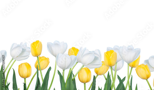 Vibrant spring tulips banner with greeting message on green. For social media covers, spring sales, florist shop branding.