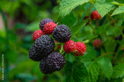 some ripe and unripe red blackberries in summer garden