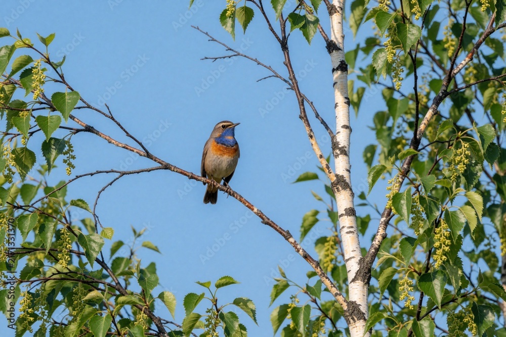 Naklejka premium Male bluethroat bird perched on birch tree branch in Finland. Small songbird with blue plumage sits among green leaves under clear blue sky. Colorful wildlife species lives in Lapland forest during