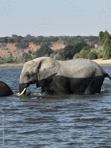 Obraz na płótnie elephant in water