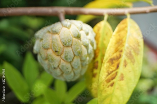 Cuadro en lienzo Close-up of a custard apple fruit on a branch with yellowing leaves
