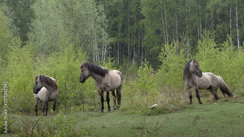 Equus Caballus sspec., horse, konic, odd-toed ungulates, perissodactyla, domesticated animals, pet, horses, mammals, horses, pony, mammals, unpaired ungulates