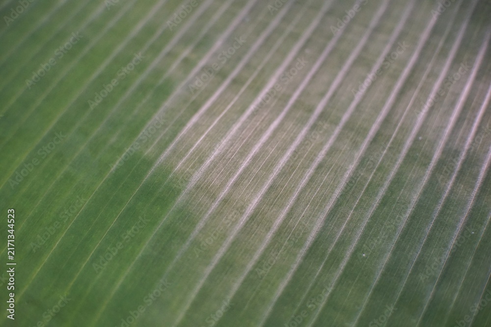 Obraz premium Close-up of a vibrant green banana leaf texture with natural patterns.