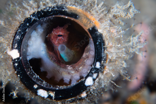 Foto Octopus in a bottle