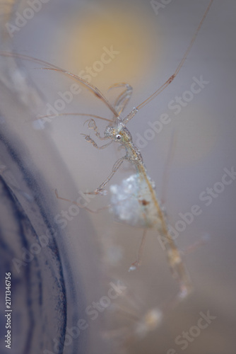 Konstfotografi Skeleton shrimp