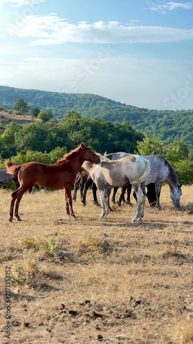 Horses graze peacefully on a dry, grassy hilltop overlooking a lush green forest under a clear sky.