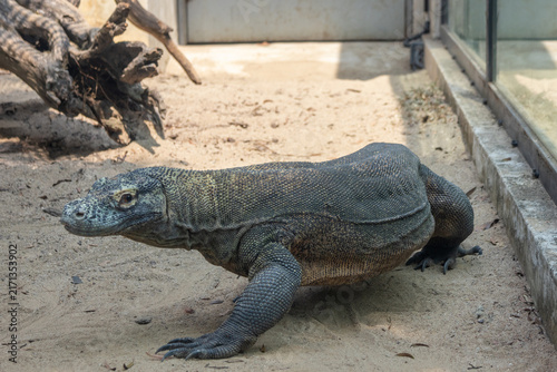 Foto Komodo dragon, the worlds largest living lizard and an iconic species native to