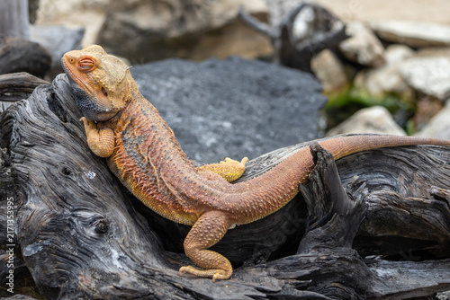 Central bearded dragon, a popular Australian reptile