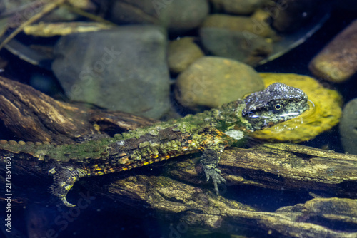 Chinese crocodile lizard in a viewing tank