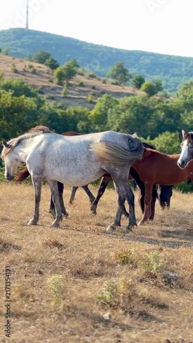 Horses graze peacefully on a dry, grassy hilltop overlooking a lush green forest under a clear sky.