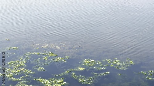 Algae growing in the shallows of a lake	
