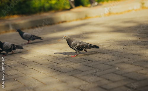 Gray pigeon walking on paved sidewalk in city park. Urban birds and wildlife in town. Wild dove searching food on street pavement. City fauna and nature concept
