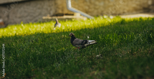 Gray pigeon walking on green grass in city park. Urban wildlife in natural environment. Wild bird closeup on sunny day. Ornithology and nature observation concept.