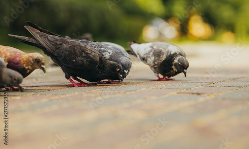 Flock of pigeons feeding on city sidewalk. Gray and black doves pecking food on paved street. Urban wildlife birds gathering and fluttering wings outdoors