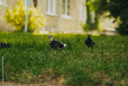Pigeons walking on green grass in city park on sunny day. Urban wildlife with blurred residential house on background. Wild birds feeding on lawn. Nature and city life concept.