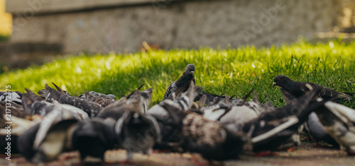 Flock of pigeons feeding on ground in city park. Gray birds eating on street with green grass. Urban wildlife and coexistence of wild animals with city environment concept.