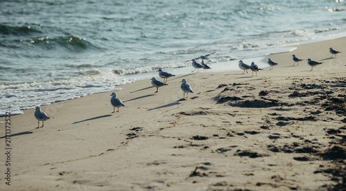 Seagulls standing on sandy beach at water edge. Sea waves with white foam rolling to shore. Coastal nature scene with wild birds on the shoreline