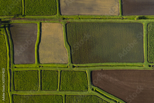 Aerial view of Taro Farm in Hanalei Valley with vibrant green taro patches and dark soil fields separated by narrow grass embankments in Kauai, Hawaii, United States.
