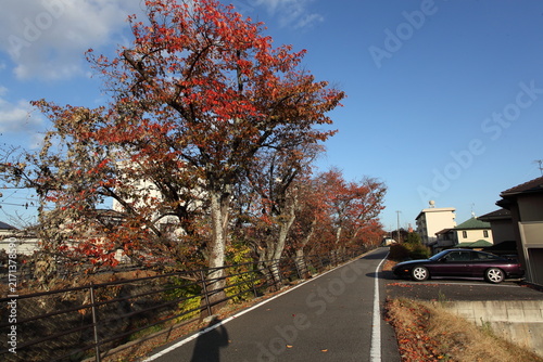 西日のあたる川沿いの紅葉