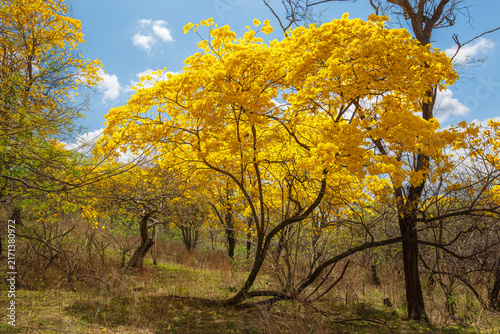 Florecimiento de los Guayacanes en Mangahurco