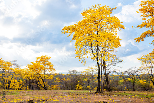Florecimiento de los Guayacanes en Mangahurco