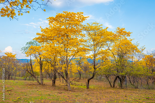 Florecimiento de los Guayacanes en Mangahurco