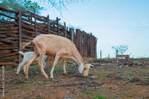 Cabra en Mangahurco, Zapotillo