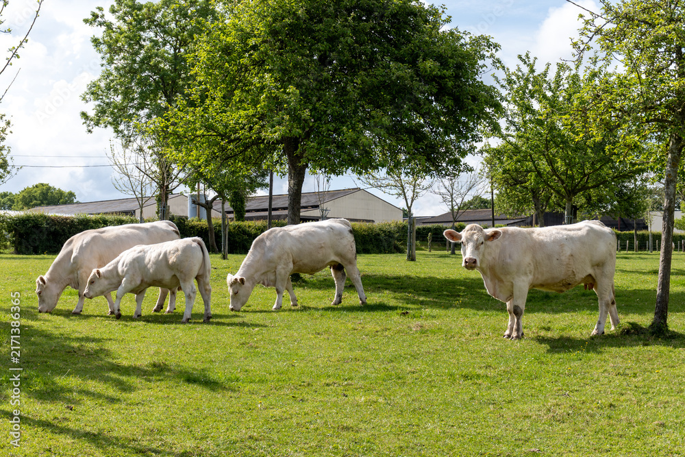 Fototapeta premium Dairy cows graze among apple trees in Normandy orchard, producing milk for camembert, livarot, pont leveque cheese and cider in this picturesque traditional farm landscape