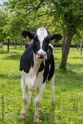 Dairy cows graze among apple trees in Normandy orchard, producing milk for camembert, livarot, pont leveque cheese and cider in this picturesque traditional farm landscape