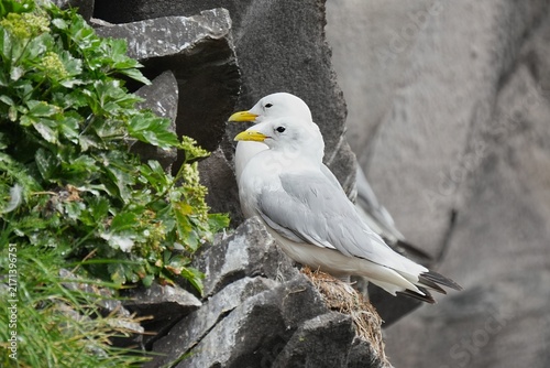 Foto The black-legged kittiwake (Rissa tridactyla) is a seabird species in the gull family Laridae
