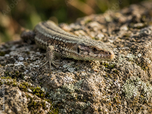 Close-up of a brown lizard resting on a rough stone surface covered in lichen. Detailed macro of a reptile basking on a textured wall with a blurred background