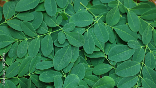 Harvested green moringa oleifera leaves