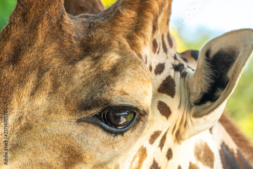 Foto Close up of an eye of beautiful giraffe