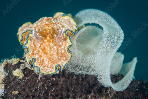 Obraz na płótnie Nudibranch with its eggs