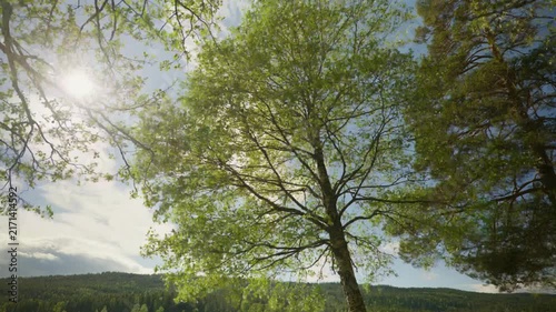 Sunlight filters through vibrant green leaves of tree in gentle breeze, with a scenic view of lush forest and mountains.