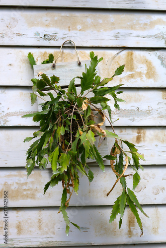 Epiphyllum epiphytic cactus mounted on a hanging wooden board against a white wall.